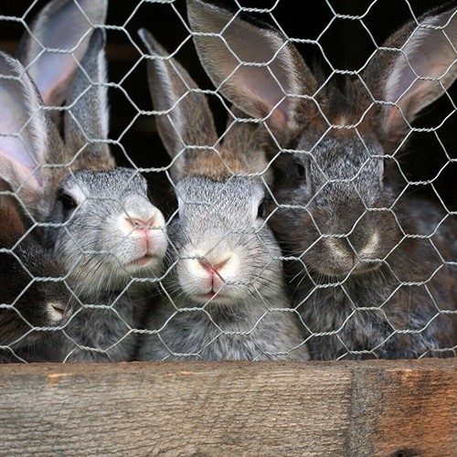 Galvanised chicken wire mesh - galvanised,