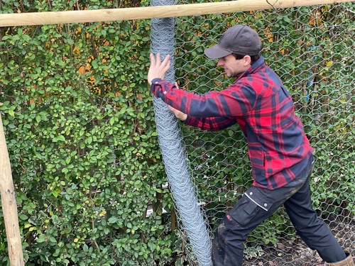 Chicken wire galvanised - chicken,
